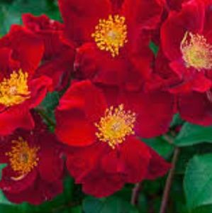 Meet your Posher, Leilany